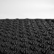 Original+Black+Classic